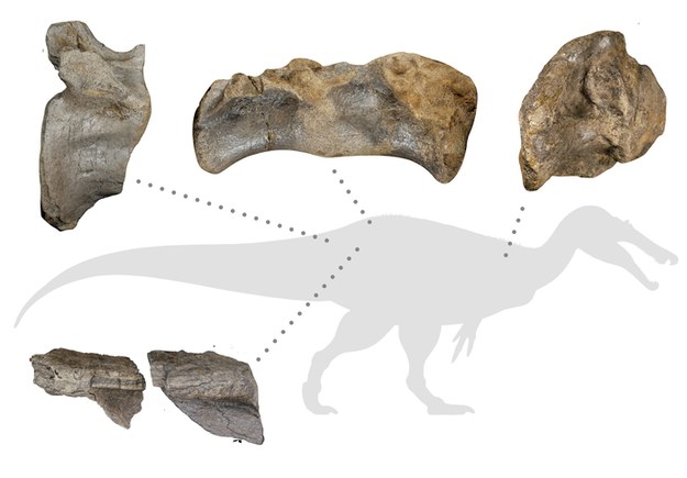 Ułożenie najlepiej zachowanych kości spinozauryda White Rock /Materiały prasowe