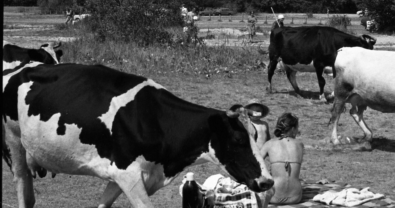 Ulubioną formą odpoczynku w PRL-u były pikniki na łonie przyrody. Wystarczył kocyk i termos, koniecznie z ciepłą herbatą. /East News