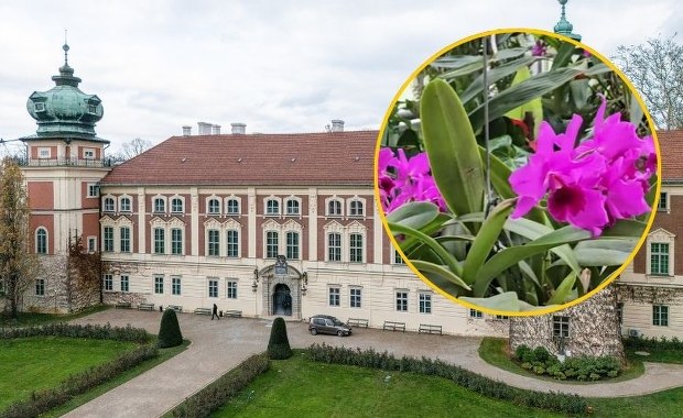 Ulubione orchidee Potockich zakwitły. Zobacz niezwykłe kwiaty w Łańcucie
