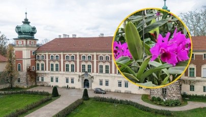 Ulubione orchidee Potockich zakwitły. Zobacz niezwykłe kwiaty w Łańcucie