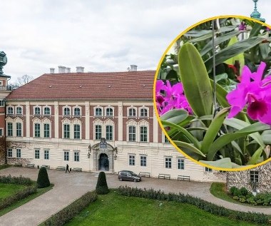 Ulubione orchidee Potockich zakwitły. Zobacz niezwykłe kwiaty w Łańcucie