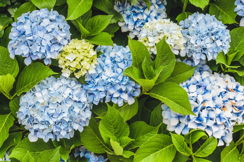 Umiejętna pielęgnacja hortensji ogrodowej skutkuje spektakularnym kwitnieniem krzewu /123RF/PICSEL