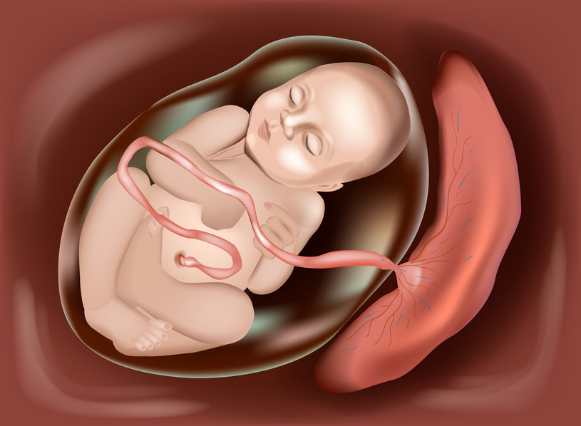 Umiejscowienie łożyska względem dziecka w macicy jest bardzo istotne. Łożysko przodujące, czyli ułożone u wylotu szyjki macicy, jest ułożeniem patologicznym i potencjalnie groźnym /123RF/PICSEL