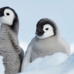 Umierają tysiące pingwinów. Na Antarktydzie jest za mało lodu