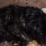 Umierający labrador odebrany właścicielowi. 38-latek twierdził, że psu nic nie jest [DRASTYCZNE ZDJĘCIE]