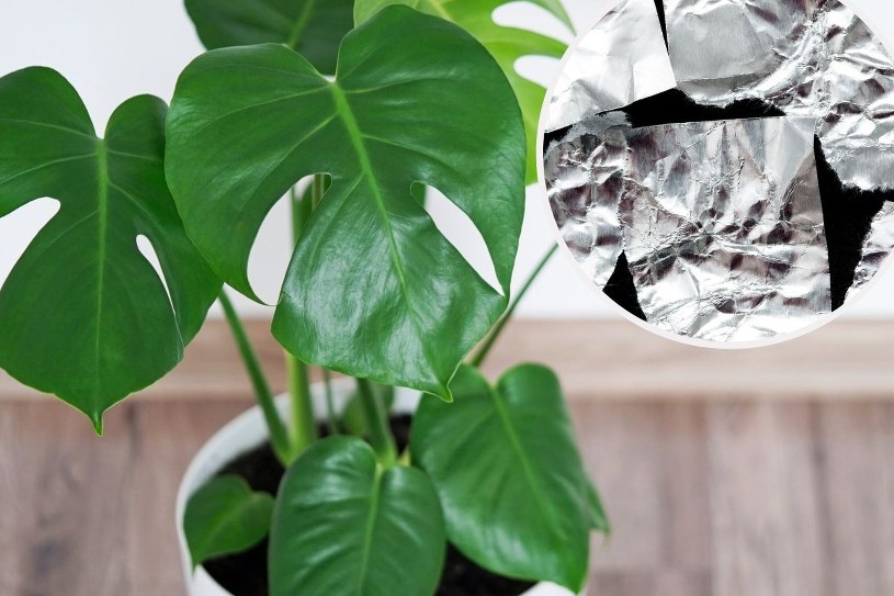 Umieść folię aluminiową w doniczce. Rośliny zaczną błyskawicznie rosnąć
