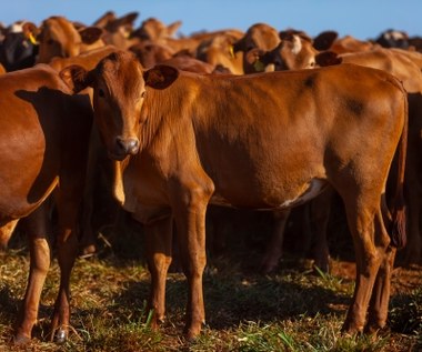 Umowa z Mercosurem? "W najbliższych miesiącach nierealne"