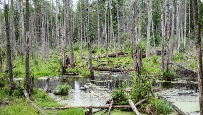 UNESCO na razie nie podejmie decyzji ws. Puszczy Białowieskiej
