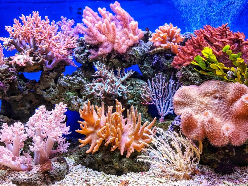 UNESCO zbada Wielką Rafę Koralową  donosi. Badanie okazało się konieczne ze względu na degenerację ekosystemu. /Unsplash