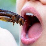 Unia Europejska nie zmusi nas do jedzenia owadów. I tak już je spożywamy