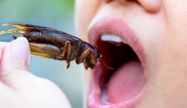 Unia Europejska nie zmusi nas do jedzenia owadów. I tak już je spożywamy