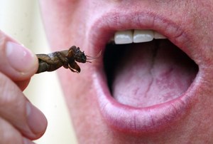 Unia Europejska zatwierdziła do sprzedaży dwa nowe jadalne insekty