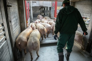 Unijny komisarz ds. rolnictwa ostro o polskich władzach. "Nie mają planu"