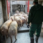 Unijny komisarz ds. rolnictwa ostro o polskich władzach. "Nie mają planu"