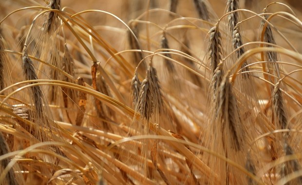 Unijny komisarz złożył wniosek ws. przedłużenia zakazu importu ukraińskiego zboża 