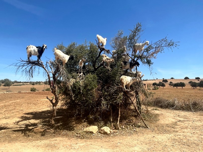 Unikalna atrakcja Maroka - kozy wspinające się na drzewa arganowe /Agnieszka Maciaszek /archiwum prywatne