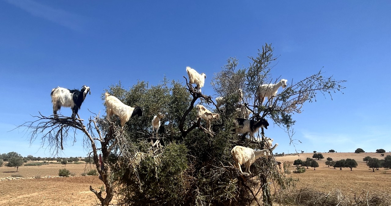 Unikalna atrakcja Maroka - kozy wspinające się na drzewa arganowe /Agnieszka Maciaszek /archiwum prywatne