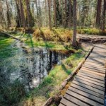 Unikalna przyroda Boru na Czerwonem. Spacer po mokradłach z widokiem na Tatry