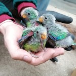 Unikalne ptaki rozmnażają się w zoo Wrocław. W naturze wyginą do 2031 roku