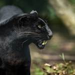 Unikalny jaguar namierzony i sfilmowany w Amazonii. Pierwszy taki film