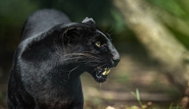 Unikalny jaguar namierzony i sfilmowany w Amazonii. Pierwszy taki film