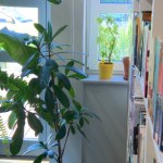 Unikalny pomysł w bibliotece w Gdyni. Prowadzą hotel i szpital dla roślin