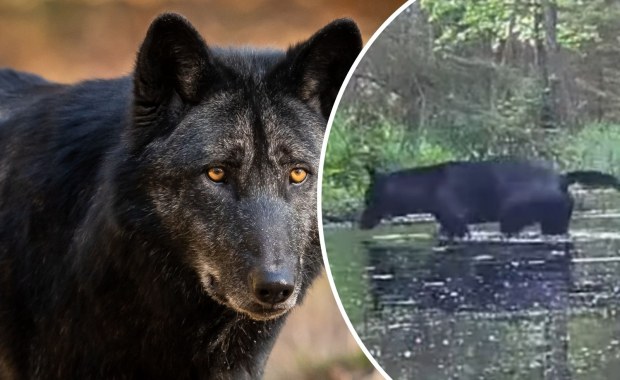 Unikat w skali Europy. Czarne wilki w świętokrzyskich lasach [WIDEO]