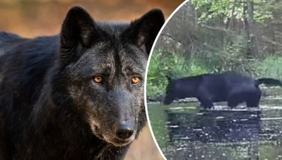 Unikat w skali Europy. Czarne wilki w świętokrzyskich lasach [WIDEO]