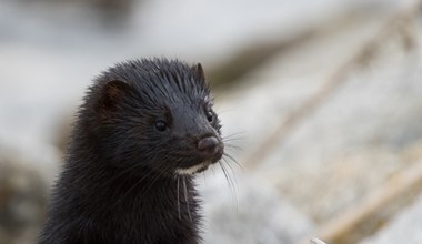 Unikatowe zwierzę przyjechało do naszego zoo. W Polsce już wymarło