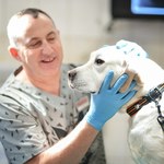 Uniwersytet Przyrodniczy we Wrocławiu będzie darmowo leczył psy ratownicze