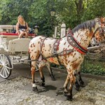 Upał w miastach nie oszczędza koni. Miasto wysłuchało obrońców zwierząt