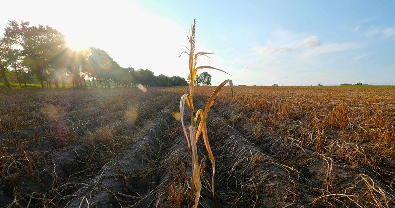 Upały i brak deszczu mają wpływ na sytuację w rolnictwie. /123RF/PICSEL