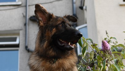 Upały w Polsce. Jak pomóc zwierzętom?