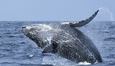 Upały zabijają tyle wielorybów, co wielorybnicy. Olbrzymy nie dają rady