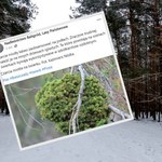 "Upiorne miotły" w polskich lasach. Leśnicy pokazali zdjęcia fascynującego zjawiska 