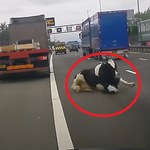 Upiorne nagranie z autostrady. Na drogę wypadły żywe krowy