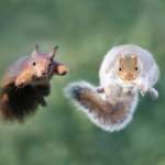 Upiorne, zarażone wiewiórki-zombie terroryzują ludność. Widok jak z horroru