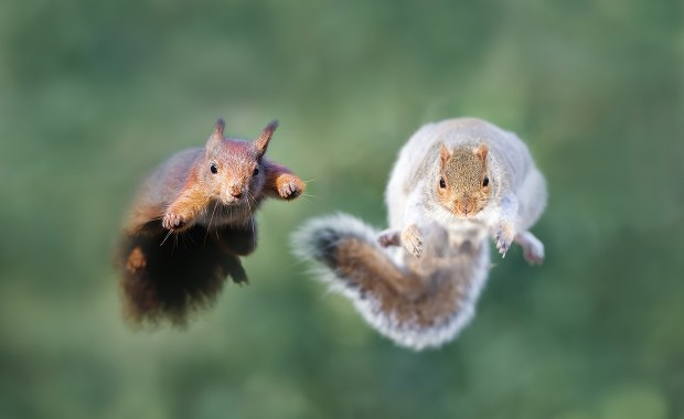 Upiorne, zarażone wiewiórki-zombie terroryzują ludność. Widok jak z horroru