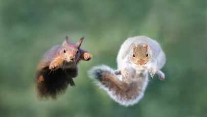 Upiorne, zarażone wiewiórki-zombie terroryzują ludność. Widok jak z horroru