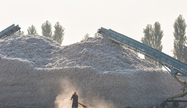 Uprawa bawełny. Rolnicy pracują za głodowe pensje