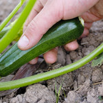 Uprawa cukinii w ogrodzie: Kiedy wysiewać cukinię do gruntu?