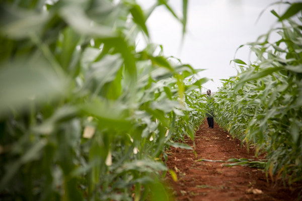 Uprawa kukurydzy w Kenii &nbsp; /Fot. Marshall Burke