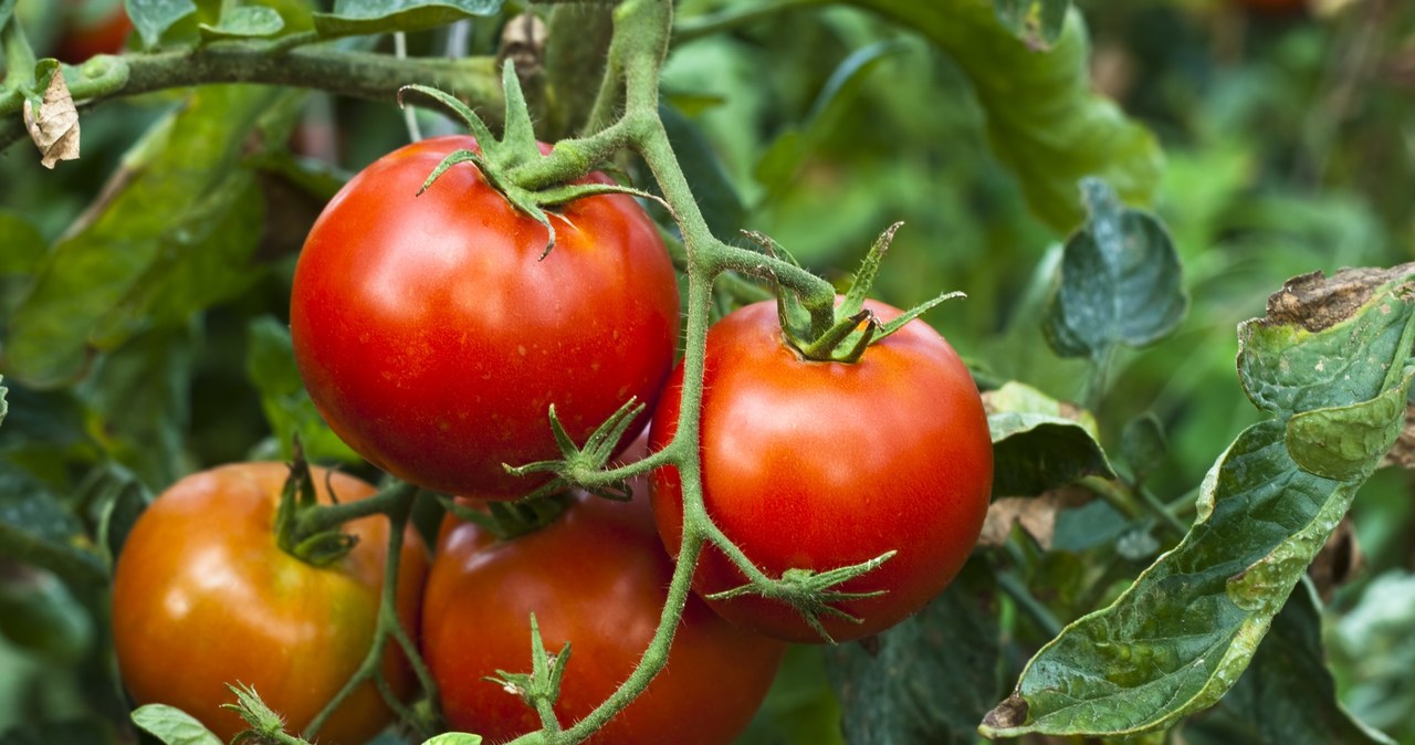 Uprawa pomidorów cieszy się ogromną popularnością. Warto wiedzieć, jak właściwie je sadzić i pielęgnować. /123RF/PICSEL