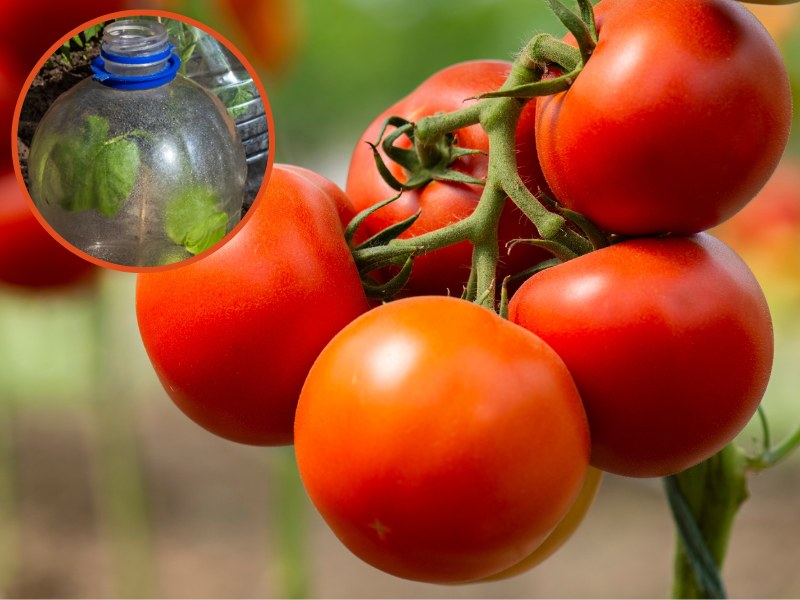 Uprawa pomidorów w plastikowych butelkach ochroni je przed ślimakami, które wiosną i latem żerują w ogrodzie /Pixel