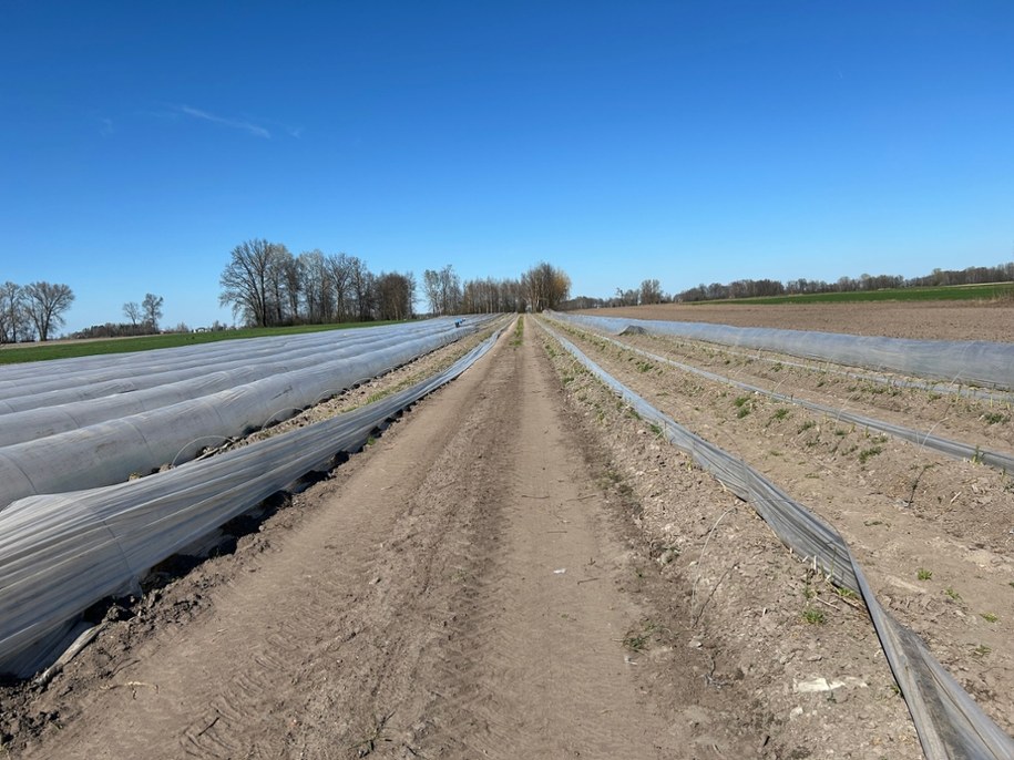 Uprawa szparagów /Magdalena Grajnert