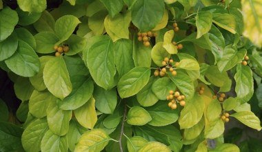 Uprawa tej rośliny będzie surowo zakazana. Lepiej usunąć już teraz