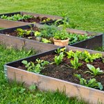 Uprawa warzyw na podwyższonych grządkach. Jak je zakładać i czym wypełniać, by rośliny bujnie plonowały?