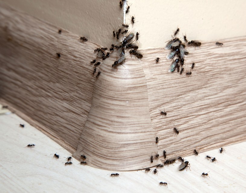 Uprawiaj bazylię w doniczkach. Jej zapach skutecznie odstrasza mrówki z kuchni /123RF/PICSEL