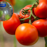 Uprawiaj pomidory w ten sposób. Ślimaki na pewno ich nie zniszczą