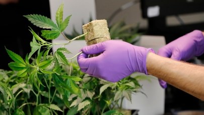 Uprawiał konopie i robił z nich olej dla chorych. Dostał wyrok w zawieszeniu 